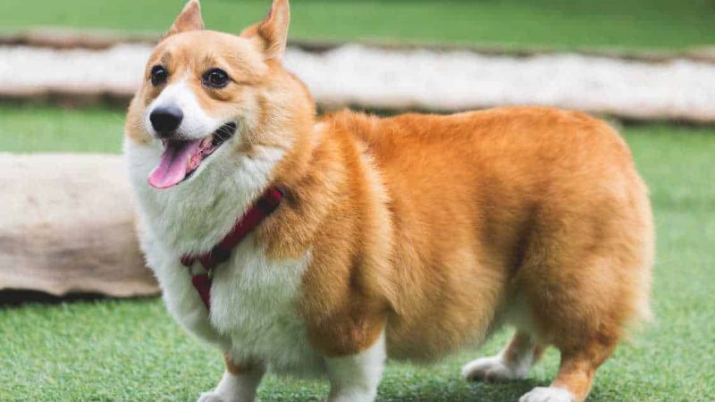 Đặc điểm chó Corgi