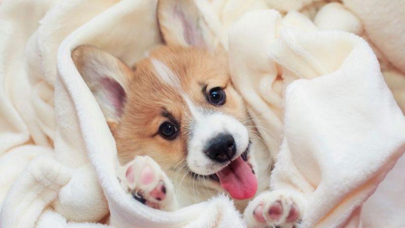 Một số lưu ý khi tắm cho chó Corgi