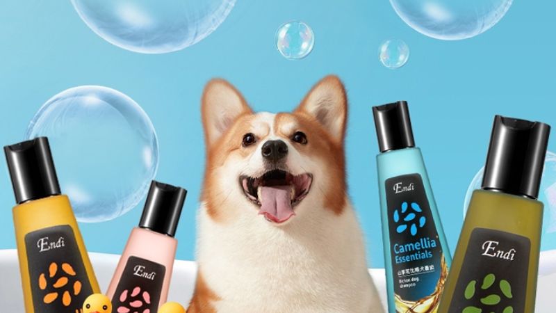 Lựa chọn mua sữa tắm cho chó Corgi uy tín, chất lượng