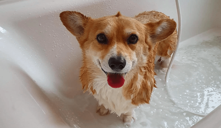 Hướng dẫn cách tắm và vệ sinh cơ thể cho chó Corgi 