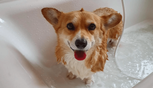 Hướng dẫn cách tắm và vệ sinh cơ thể cho chó Corgi