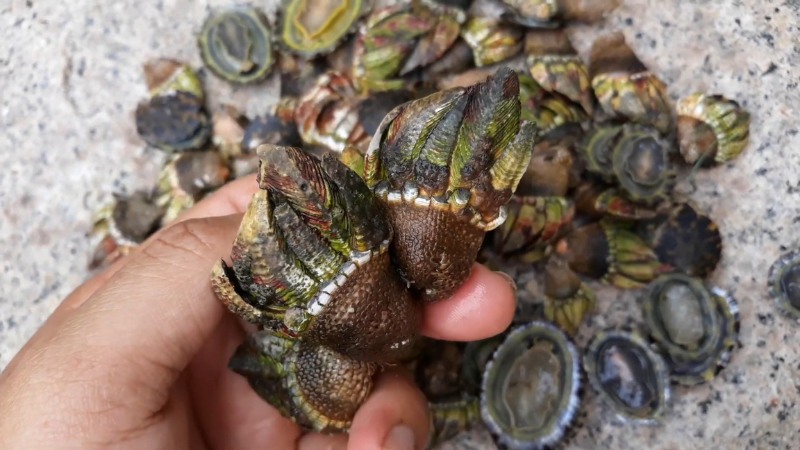 Dragon's claw snail, sought after by many people in Khanh Hoa province.