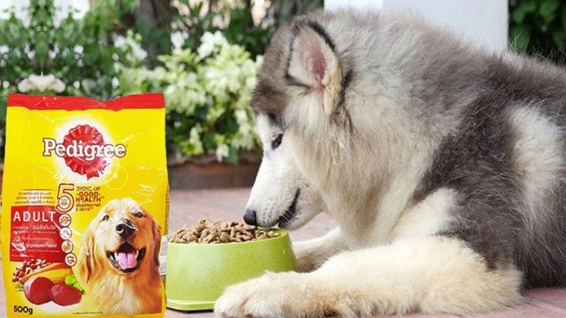 Giới thiệu về thức ăn hạt cho chó Pedigree