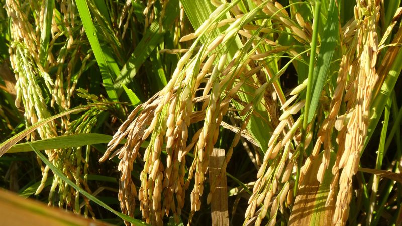 Giá lúa hôm nay 17/4