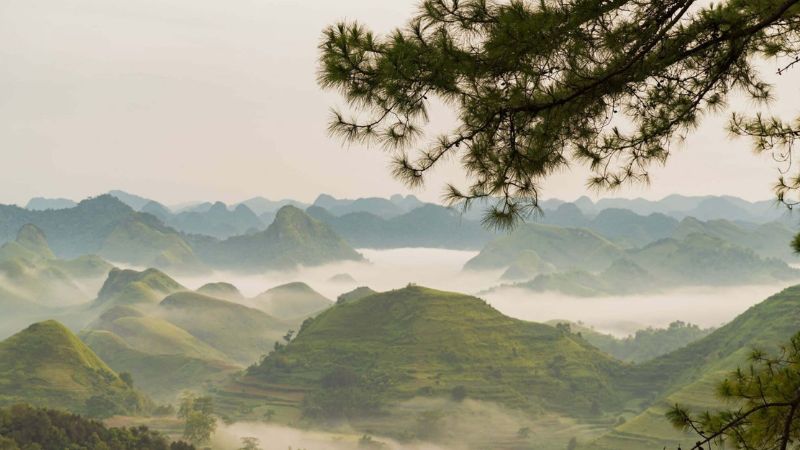 Đồi thông Vinh Quý