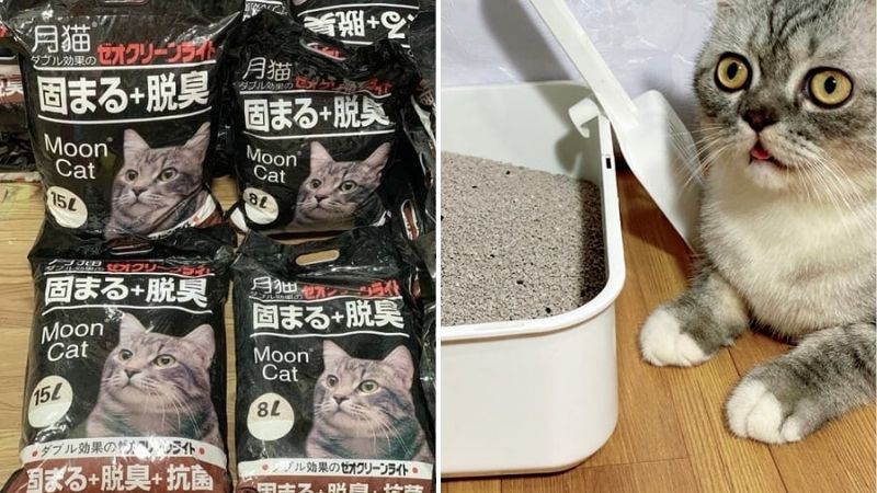 Cần lưu ý gì khi sử dụng cát vệ sinh cho mèo Moon Cat?