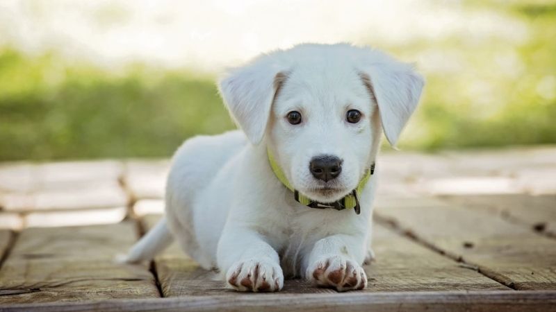 Thức ăn cho chó Pedigree dành cho chó mấy tuổi? Thức ăn cho chó Pedigree dành cho chó mấy tuổi?