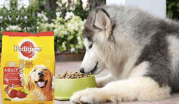 Top 10 thức ăn vặt cho chó Pedigree thơm ngon, mọi cún cưng yêu thích