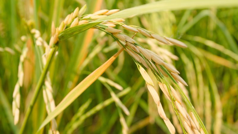 Giá lúa hôm nay 20/4