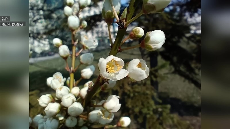 Ảnh chụp bằng camera macro trên Redmi Note 12 Pro+. Ảnh chụp bằng camera macro trên Redmi Note 12 Pro+.