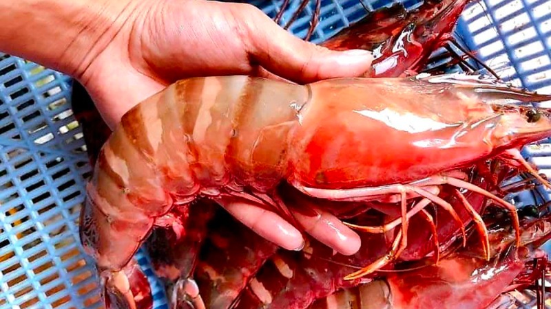 Tiger prawn