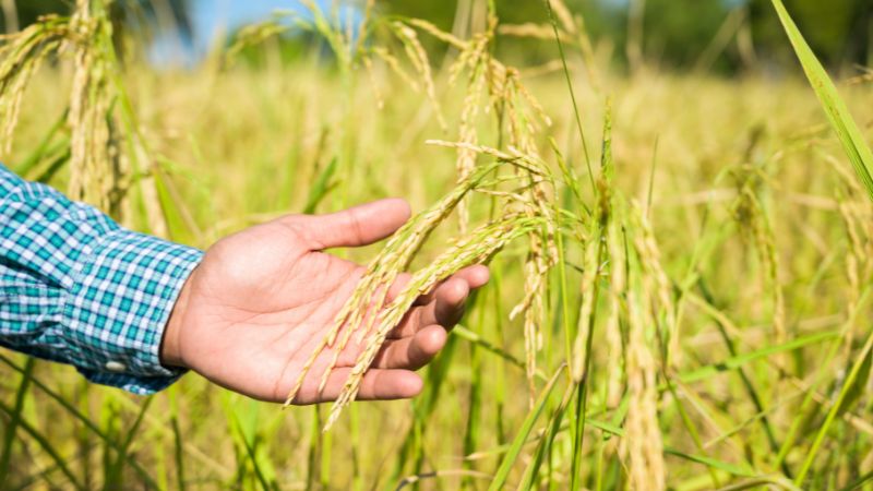 Giá lúa hôm nay 21/4 Giá lúa hôm nay 21/4