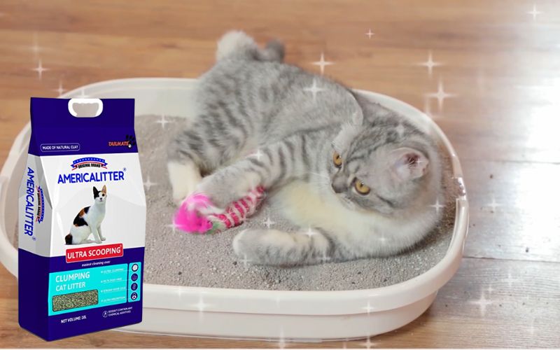 Cát vệ sinh cho mèo America Litter siêu vón cục