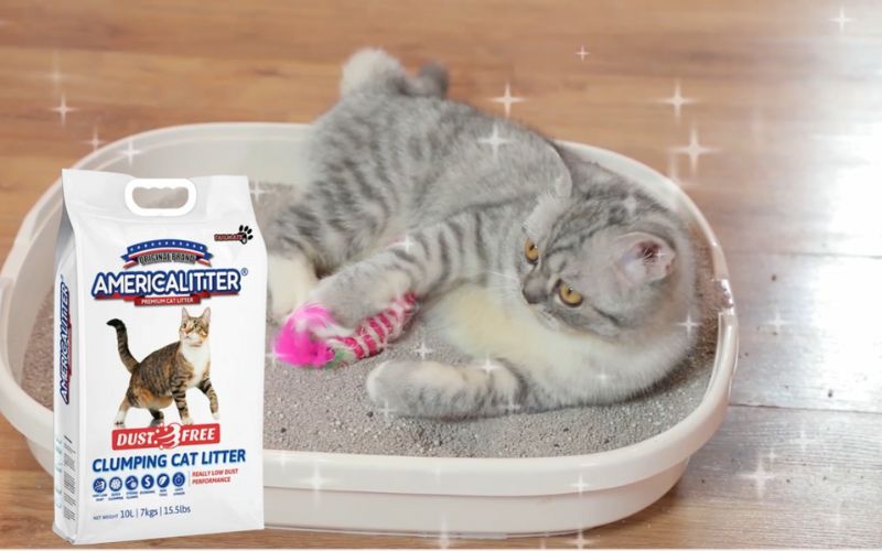 Cát vệ sinh cho mèo America Litter không bụi