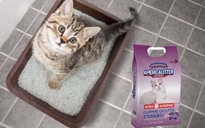 Cát vệ sinh cho mèo America Litter hương nước hoa