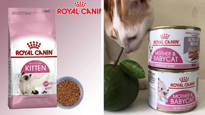 Lợi ích của pate cho mèo Royal Canin
