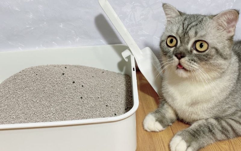 Lợi ích của cát vệ sinh cho mèo Maneki Neko