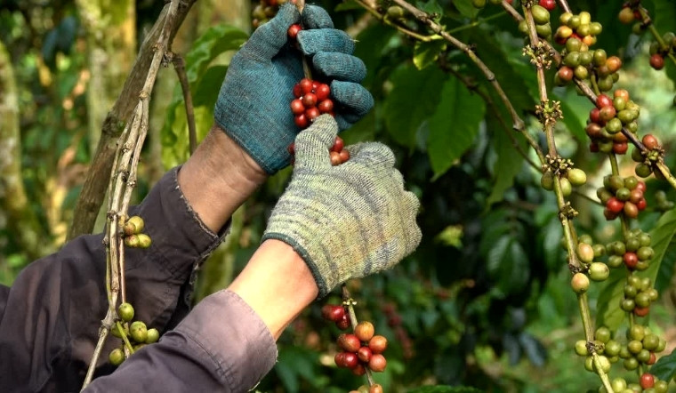 Giá cà phê hôm nay 24/04/2023: Thị trường đi ngang không đổi
