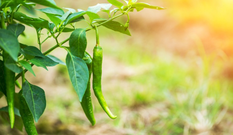 Giá ớt hôm nay 24/04/2023: Giá ớt giảm từ 1000 - 2000 đồng