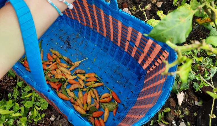 Giá ớt hôm nay 25/04/2023: Cả nước không tăng không giảm