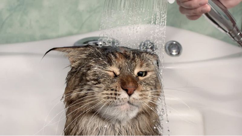 How to distinguish real Maneki Neko cat shower gel
