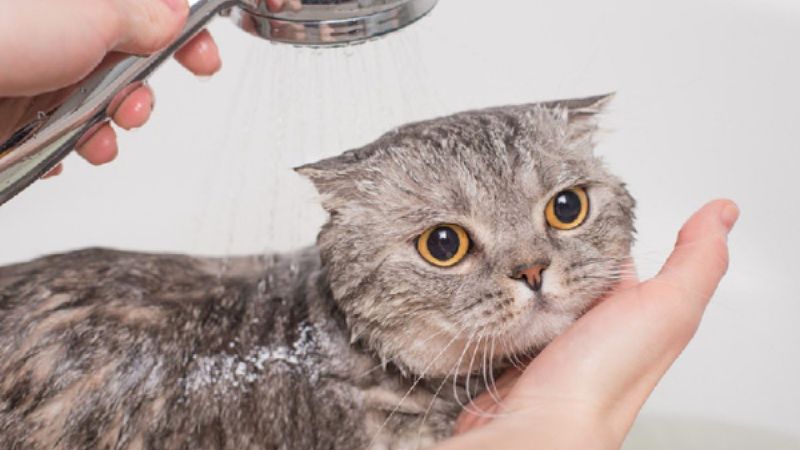 Tần suất tắm, vệ sinh cho mèo như thế nào là hợp lý nhất