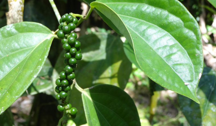 Giá tiêu hôm nay 26/4/2023: Tăng ngày thứ 2 liên tiếp