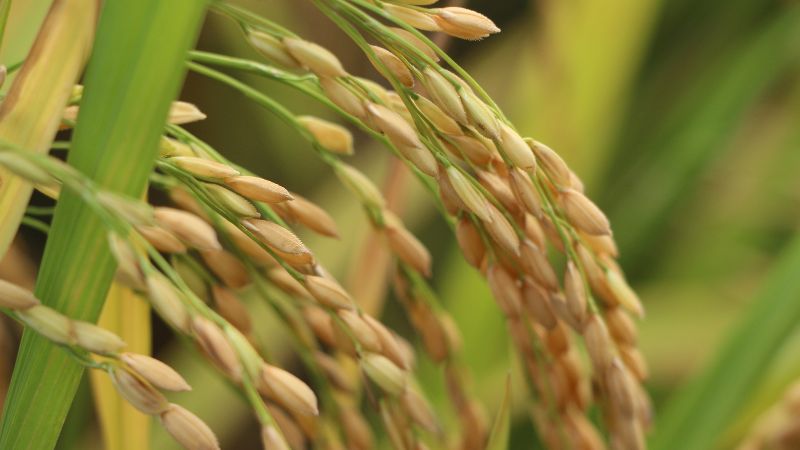 Giá lúa hôm nay 27/4