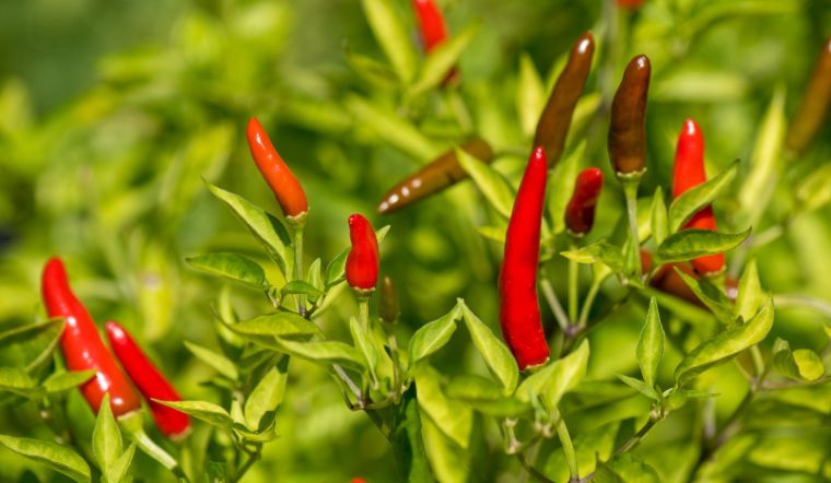 Giá ớt hôm nay 27/04/2023: Không biến động nhiều