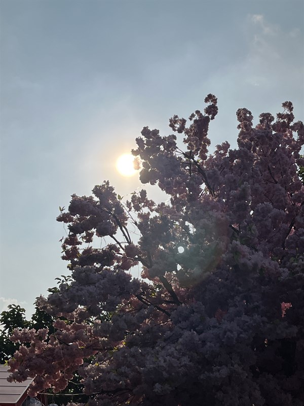 Ảnh chụp zoom 2x trong điều kiện ngược sáng từ camera iPhone 13 mini.