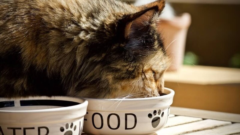 Lợi ích của thức ăn hạt cho mèo Royal Canin