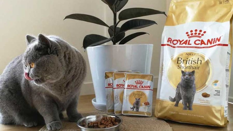 Thức ăn hạt cho mèo Royal Canin British Shorthair
