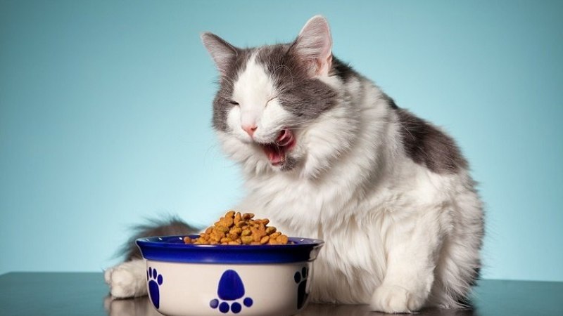 Một số câu hỏi thường gặp về thức ăn hạt cho mèo Royal Canin