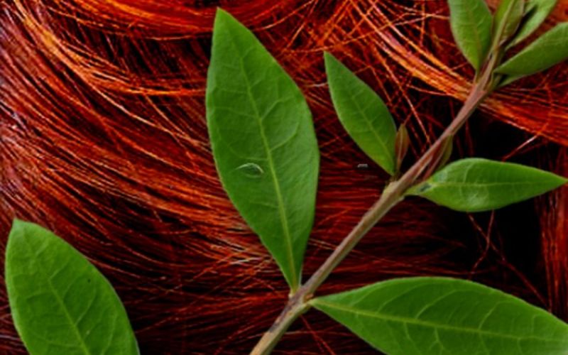 Dye hair with henna leaves