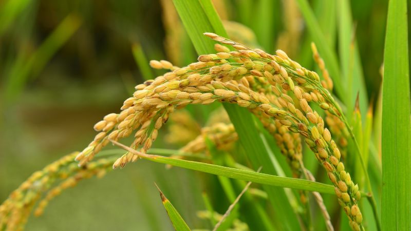 Giá gạo hôm nay 28/4