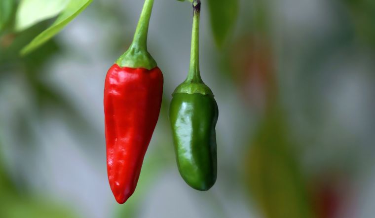 Giá ớt hôm nay 28/04/2023: Có chiều hướng tăng nhẹ