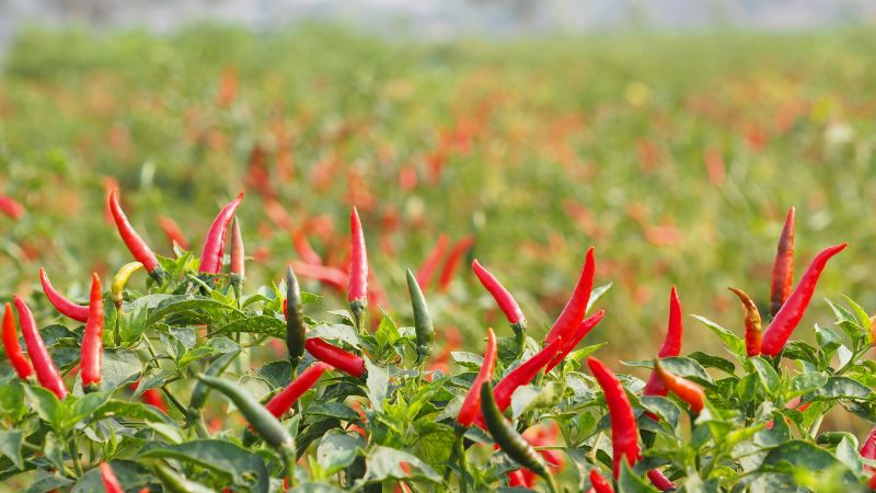 Giá ớt hôm nay 28/04/2023 mới nhất