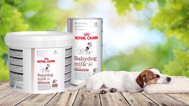 Mua sữa cho chó Royal Canin chính hãng, giá tốt