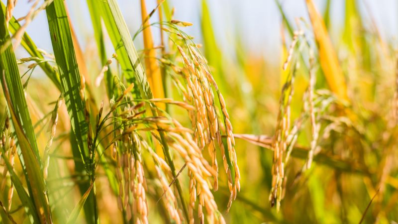 Giá lúa hôm nay 3/5 Giá lúa hôm nay 3/5