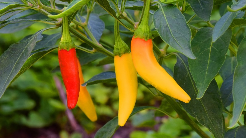 Giá ớt hôm nay 04/05/2023 mới nhất