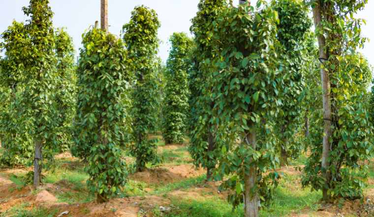 Giá tiêu hôm nay 5/5/2023: Tiếp tục tăng mạnh ngày thứ 2 