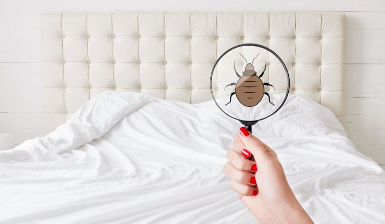 6 cách nhận biết nhà bạn có rệp giường gây hại