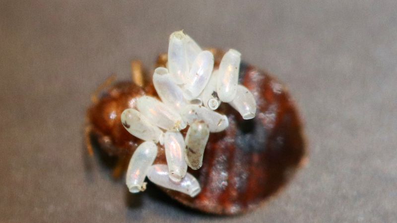 Identification through bedbug eggs