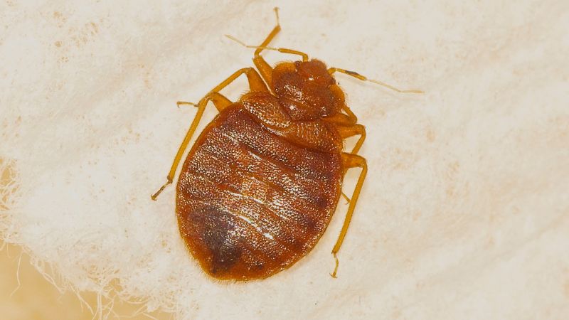 Bedbugs