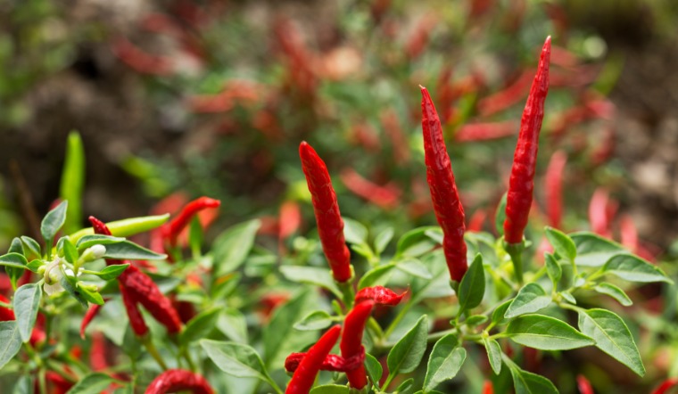 Giá ớt hôm nay 05/05/2023: Tiếp tục đi ngang so với ngày trước đó