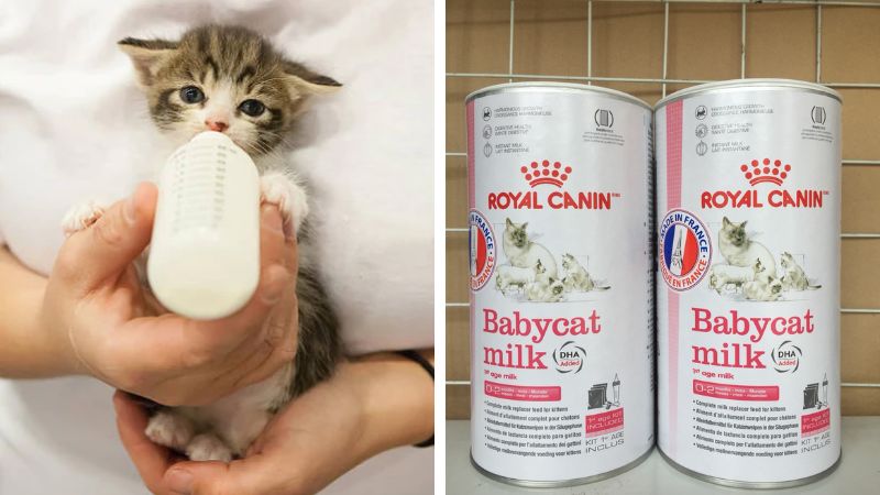 Hướng dẫn sử dụng Royal Canin Baby Cat Milk Hướng dẫn sử dụng Royal Canin Baby Cat Milk