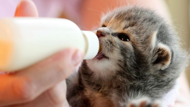Một số câu hỏi thường gặp khi sử dụng Royal Canin Baby Cat Milk Một số câu hỏi thường gặp khi sử dụng Royal Canin Baby Cat Milk