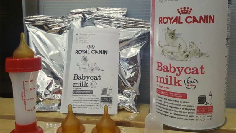 Mua Royal Canin Baby Cat Milk ở đâu chính hãng, giá tốt? Mua Royal Canin Baby Cat Milk ở đâu chính hãng, giá tốt?