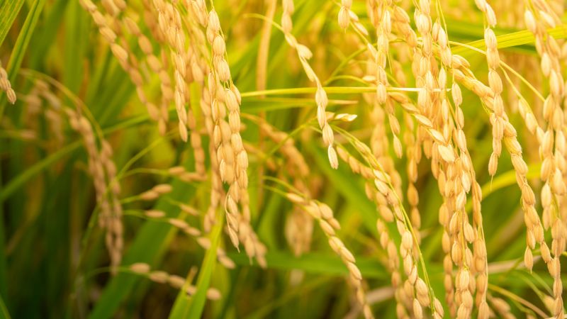 Giá lúa hôm nay 6/5