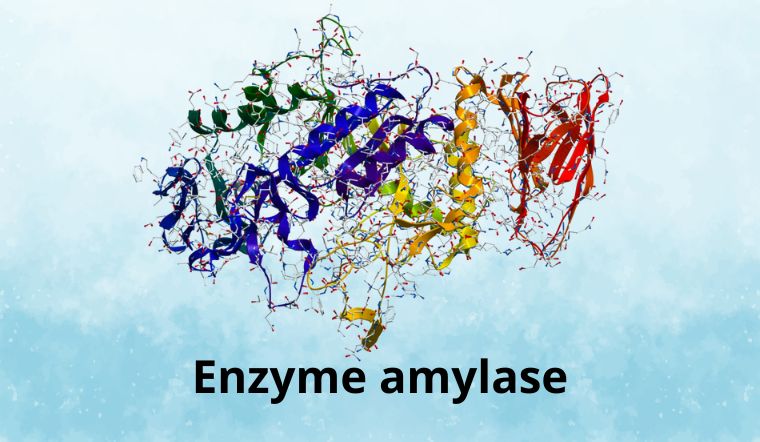 Enzyme amylase là gì? Vai trò của enzyme amylase đối với hệ tiêu hóa